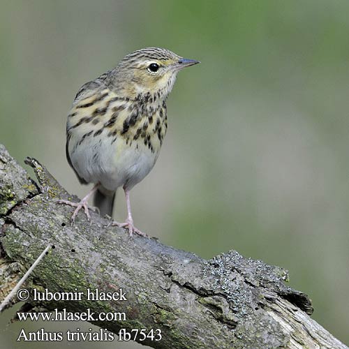 Tree Pipit Baumpieper Pipit arbres Bisbita Arbóreo Linduška lesní