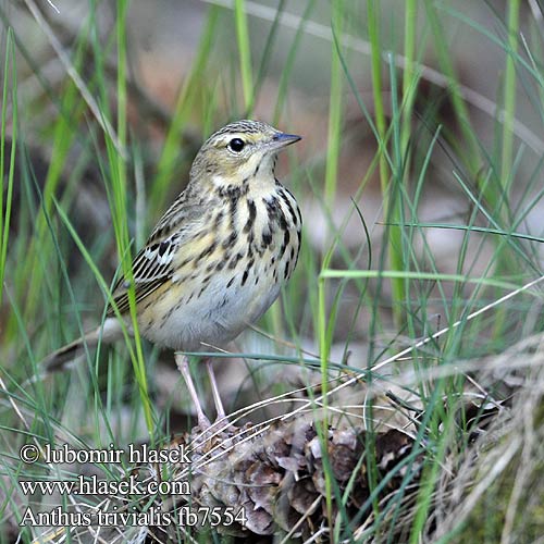 Baumpieper Pipit arbres Bisbita Arbóreo Anthus trivialis