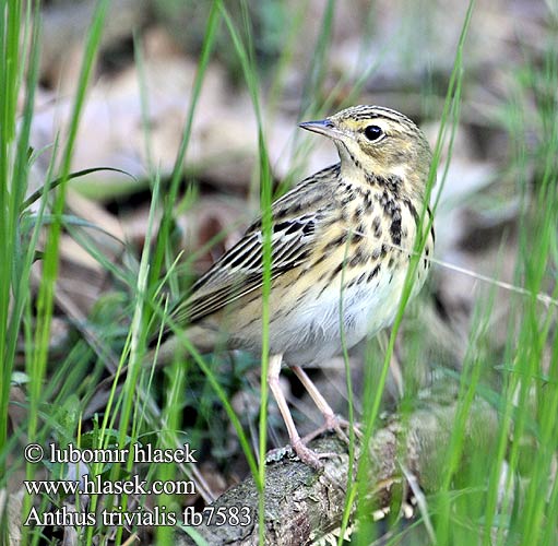 Bisbita Arbóreo Anthus trivialis Linduška lesní