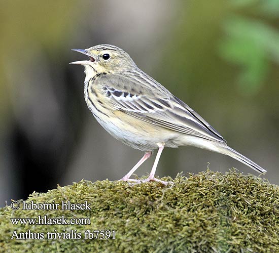 Anthus trivialis fb7591