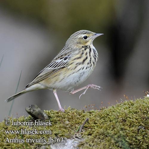 Anthus trivialis fb7632