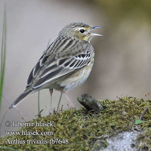 Anthus trivialis fb7648