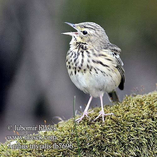 Anthus trivialis fb7696