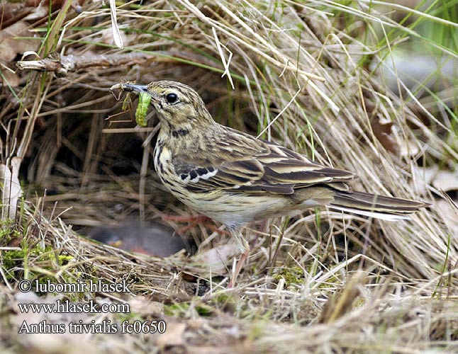 Anthus trivialis fc0650