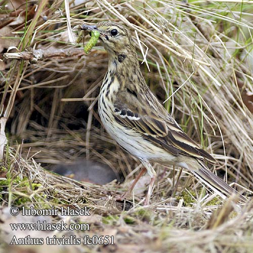 Anthus trivialis fc0651