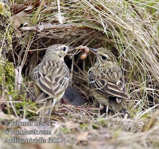 Anthus trivialis fc0674