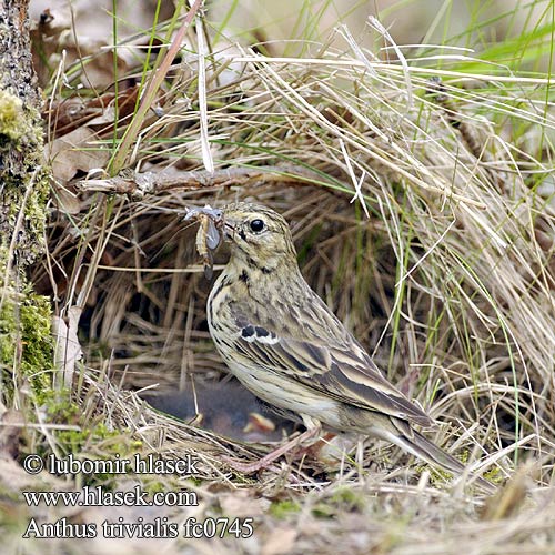 Anthus trivialis fc0745