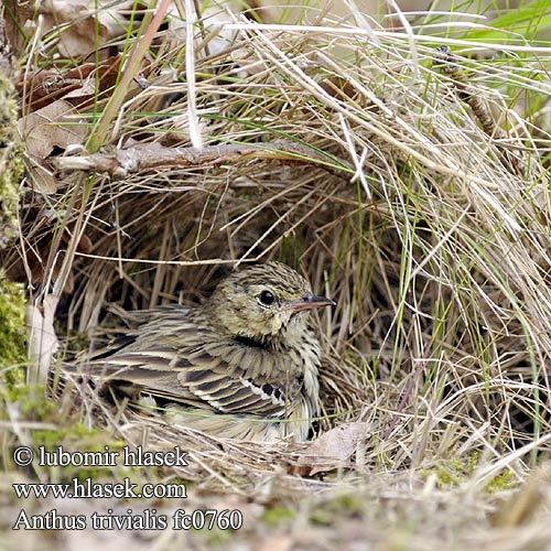 Anthus trivialis fc0760