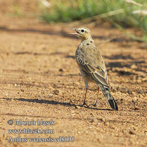 Anthus vaalensis Buffy Pipit Linduška žlutohnědá jihoafrická