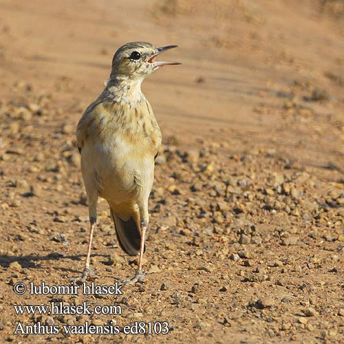 Vaalpieper Bisbita Vaal Pipit Calandro Petinha Vaalkoester