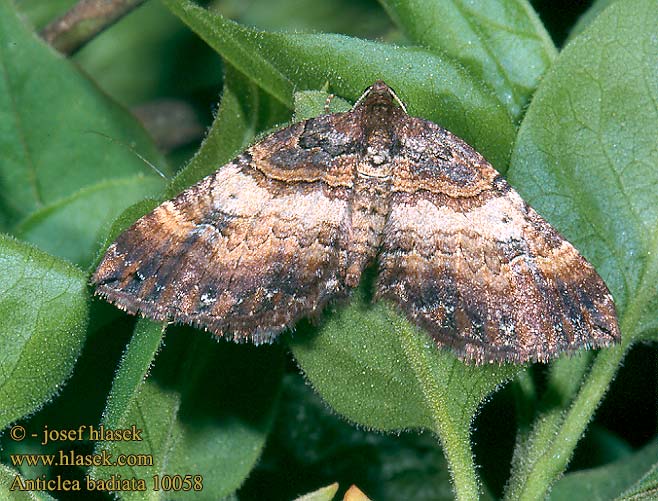 Anticlea badiata Earophila Píďalka šípková