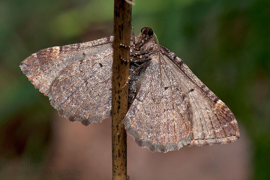 Píďalka šípková Anticlea badiata Earophila