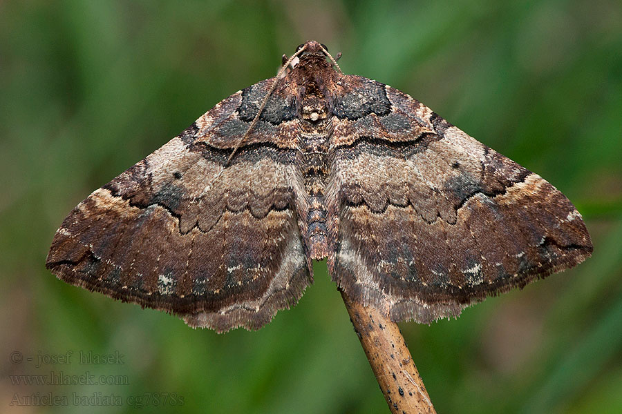 Wildrosen-Blattspanner Anticlea badiata Earophila