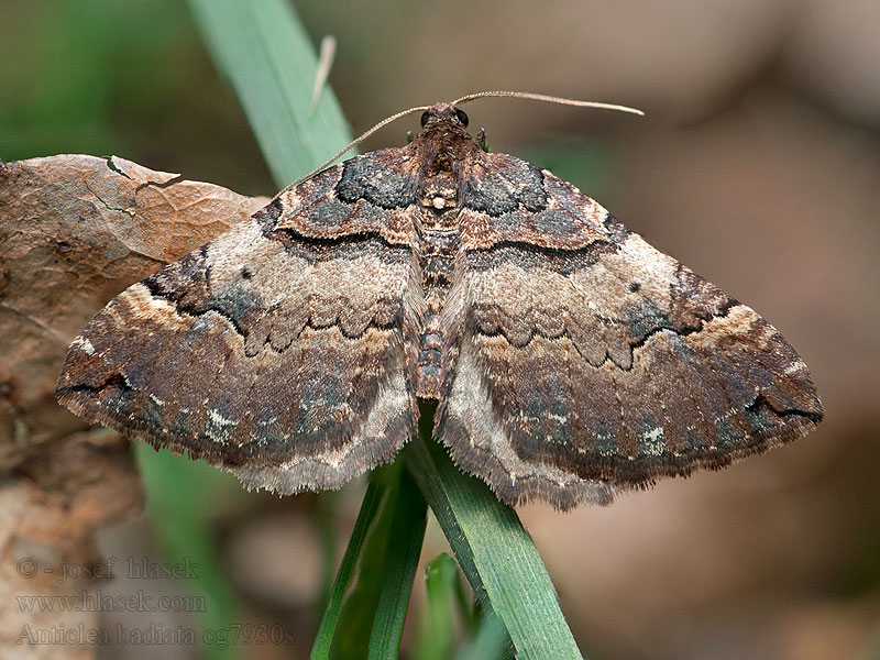 Shoulder-stripe Earophila badiata Anticlea