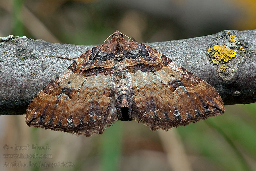 Piadivka šípková Anticlea badiata