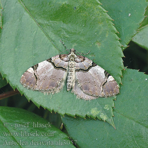 Anticlea derivata