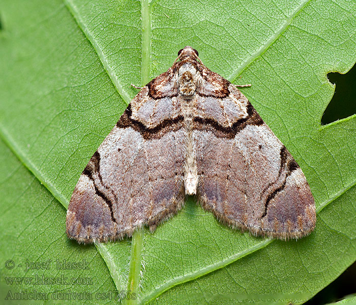 Píďalka černopruhá Anticlea derivata