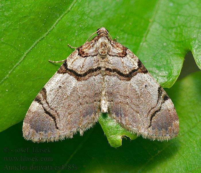 Schwarzbindiger Rosen-Blattspanner Anticlea derivata