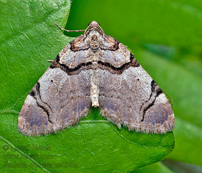 Streamer Piadivka fialová Anticlea derivata