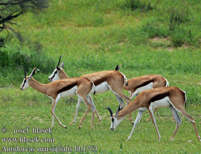 Antidorcas marsupialis Springbok Springbuck Springbock