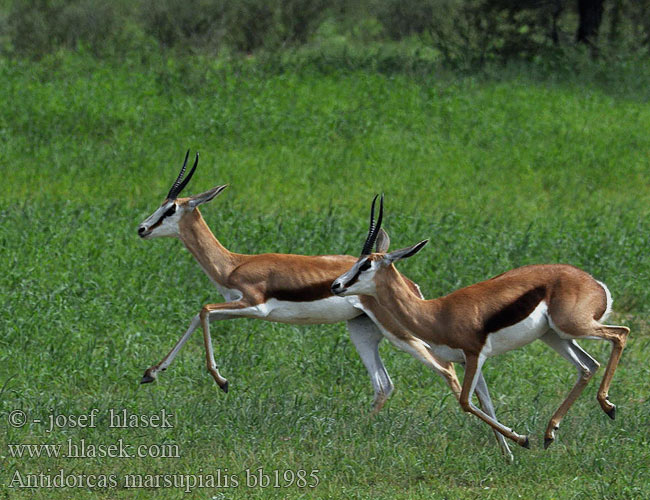 スプリングボック Antidorcas marsupialis Springbok