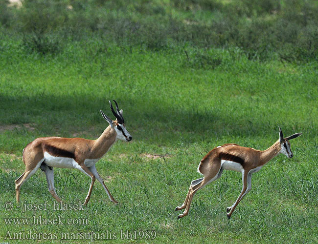 Antidorcas marsupialis bb1989