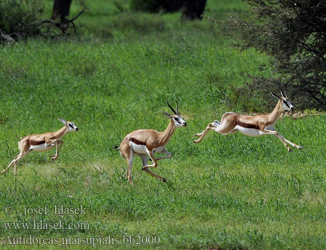 Antidorcas marsupialis bb2000