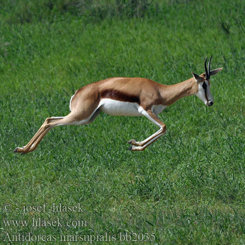 Antidorcas marsupialis bb2035