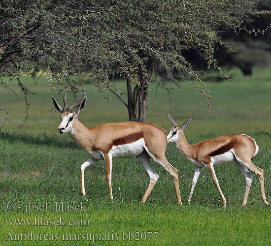 スプリングボック Antidorcas marsupialis Springbok