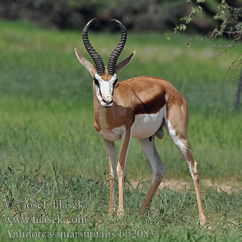 Antidorcas marsupialis Springbok Springbuck Springbock