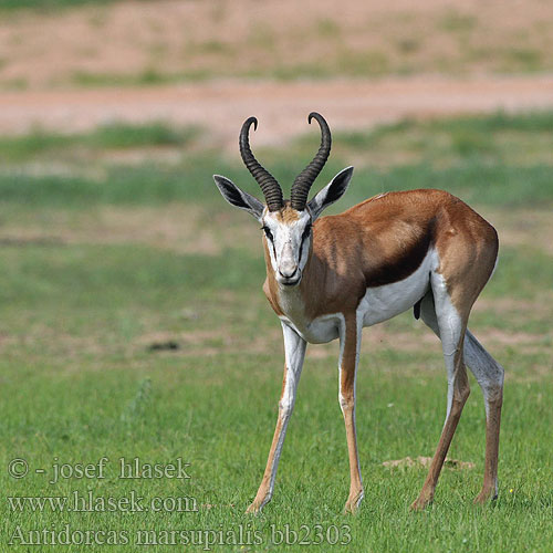 Antidorcas marsupialis Springbok Springbuck Springbock