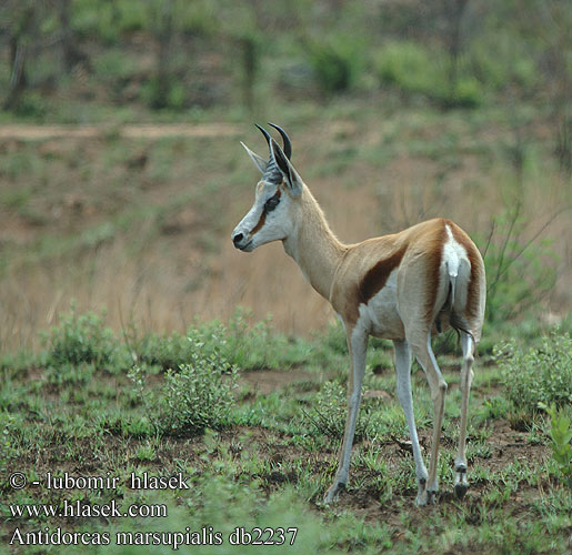 Antidorcas marsupialis Springbok Springbuck Springbock