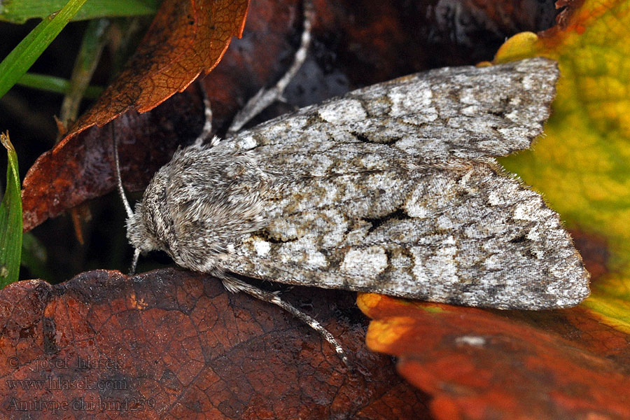 Antitype chi Pestroskvrnka orlíčková Grau-Eule Grey Chi