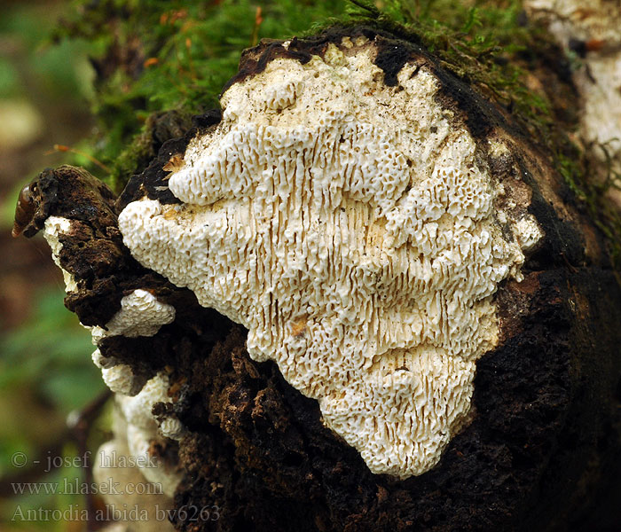 Antrodia albida Outkovka bělavá Weißliche Braunfäuletramete