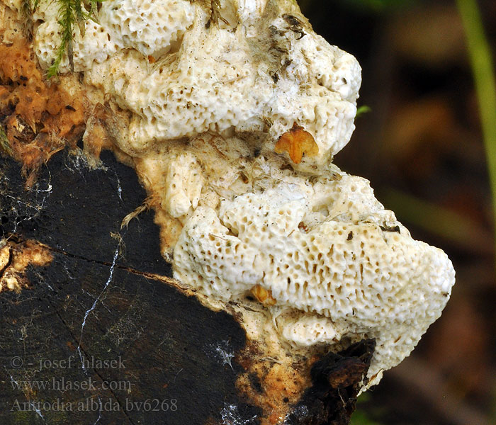 Antrodia albida Witte strookzwam Trúdnikovček belavý