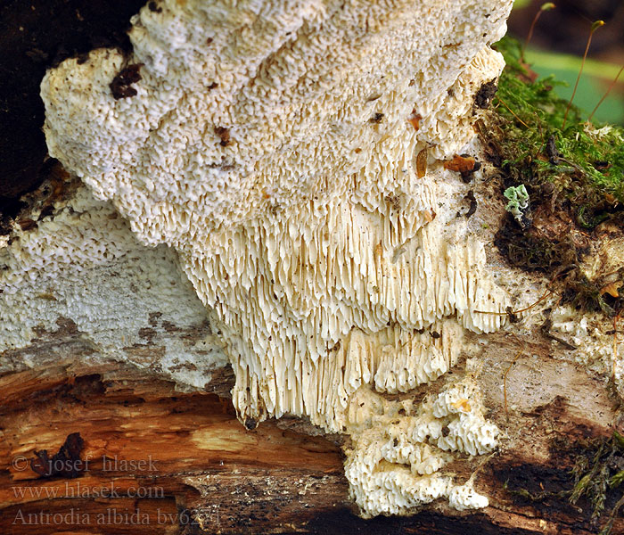 Antrodia albida Ormticka Polypore blanchâtre Hvitkjuke