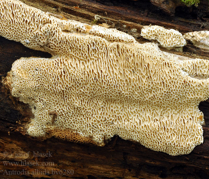 Antrodia albida Outkovka bělavá