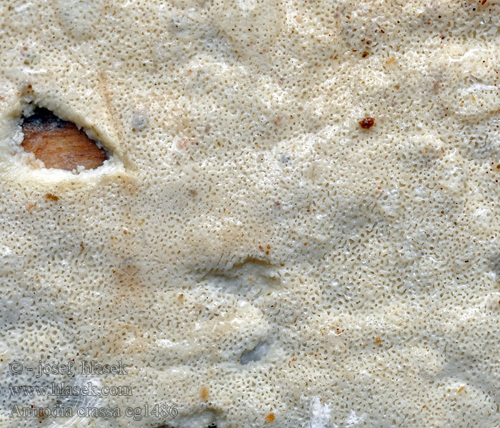 Kritporing Antrodia crassa