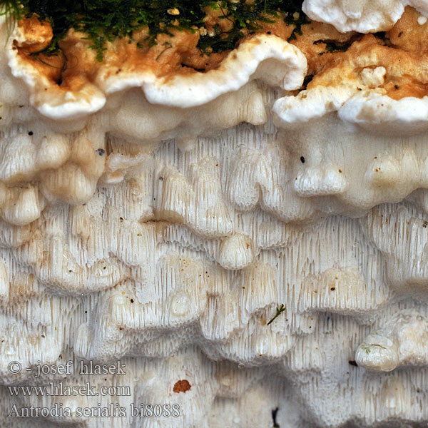 Polypore rangées 줄미로버섯 Pakopinė antrodija