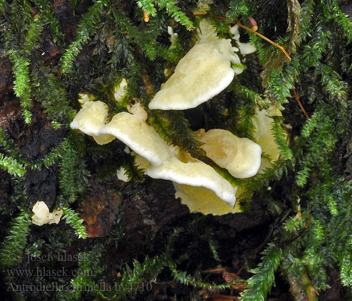 Antrodiella citrinella Антродиелла лимонно-желтоватая