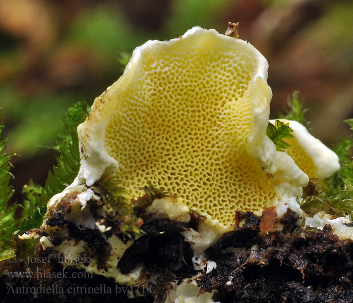 Antrodiella citrinella Outkovka citronová Antrodiela žltorúrková