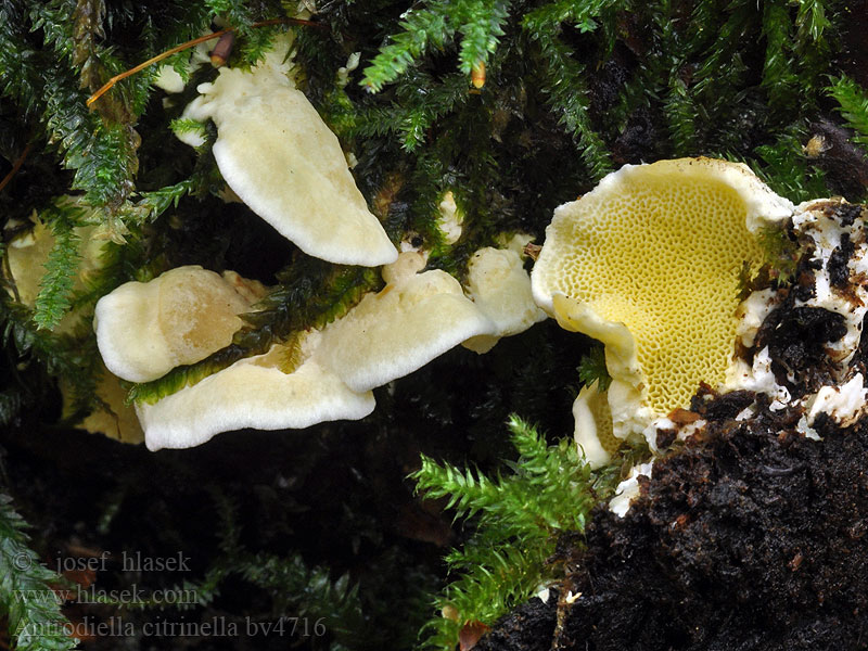 Antrodiella citrinella Gul snyltekjuke Sitruunakääpä Citronporing