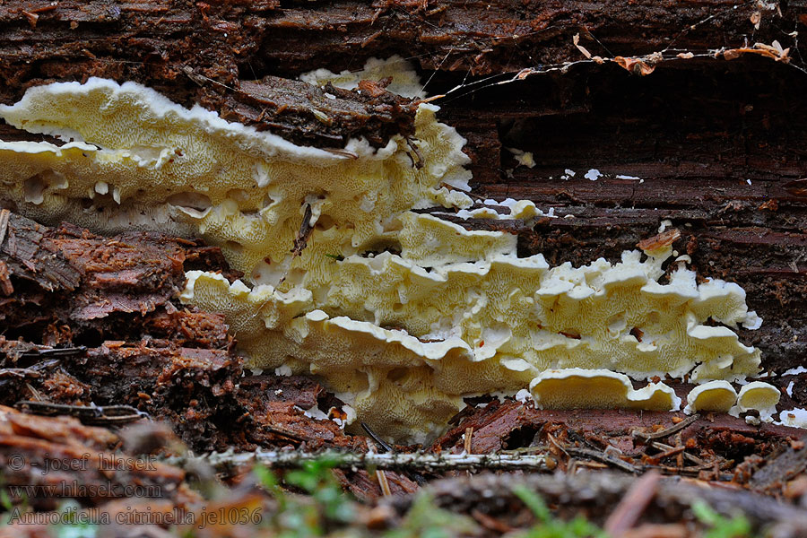 Антродиелла лимонно-желтоватая Antrodiella citrinella