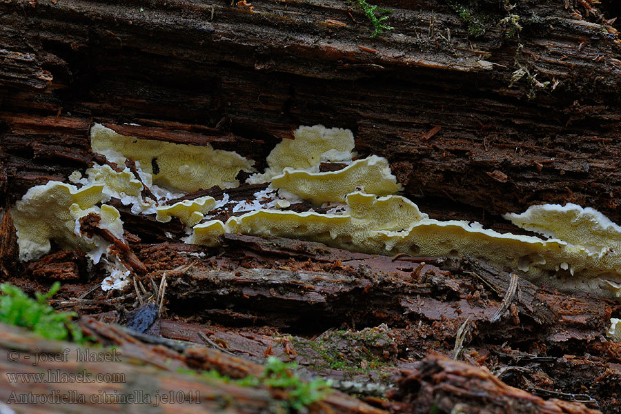 Jamkóweczka cytrynowa Zitronengelbe Tramete Antrodiella citrinella