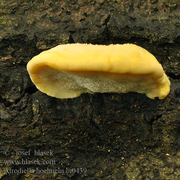 Antrodiella hoehnelii Trametes serpula Outkovka Hoehnelova