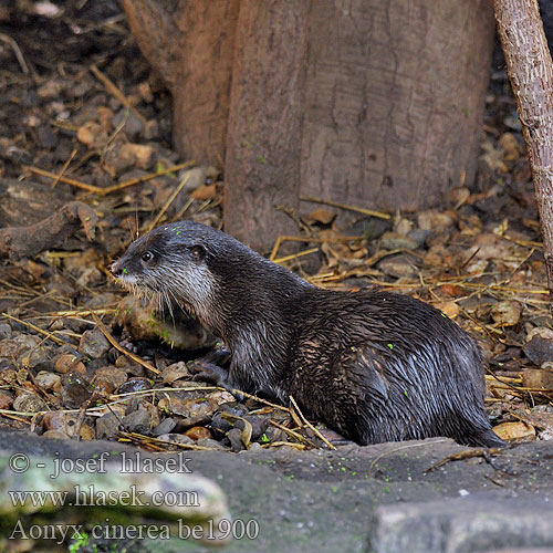 Aonyx cinerea be1900