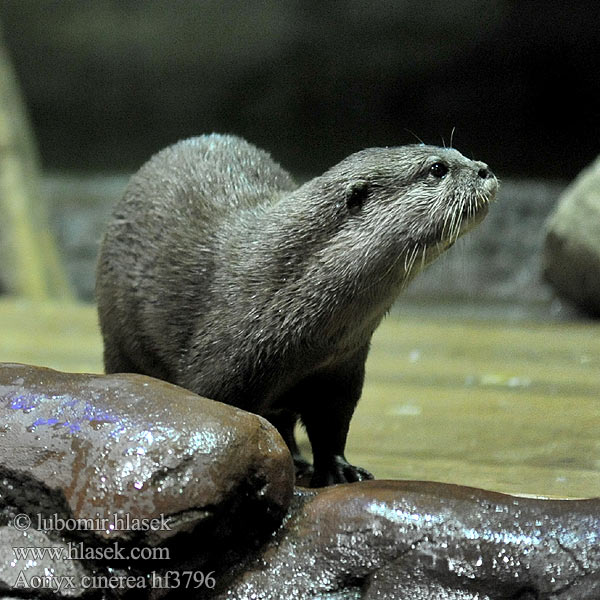 Aonyx cinerea Vydra malá Loutre cendrée Kleinklauwotter