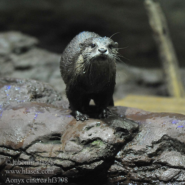 Aonyx cinerea コツメカワウソ Wydra karłowata Lontra-anã-oriental