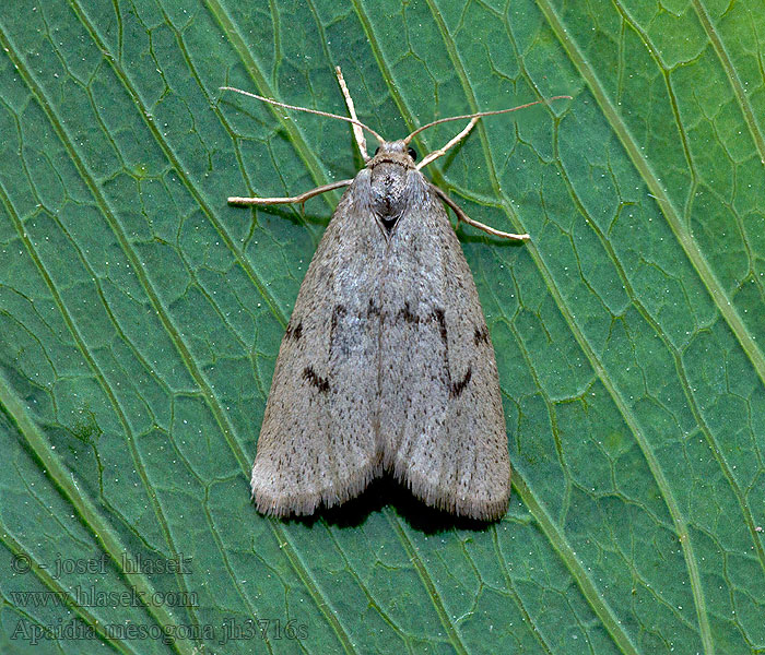 Apaidia mesogona Callimorpha Lithosie Godart