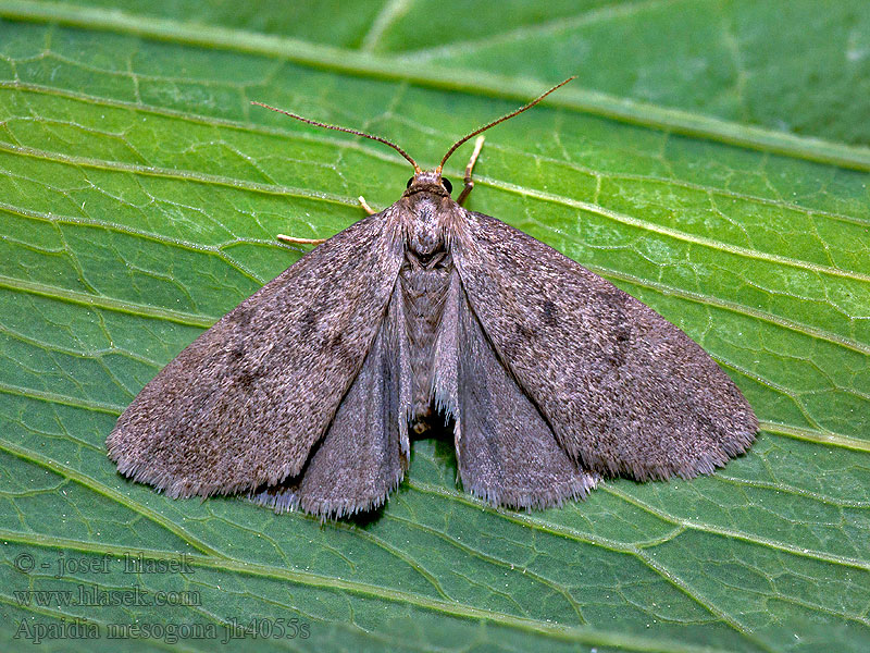 Apaidia mesogona Callimorpha Lithosie Godart